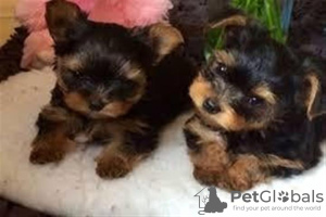 Photo №1. yorkshire terrier - à vendre en ville de Chino Valley | 322€ | Annonce №127717