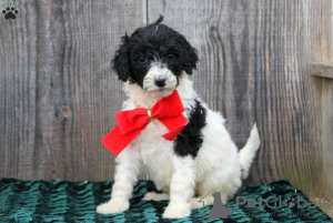 Photo №3. Caniches standard enregistrés KC (281) 698-7719. USA