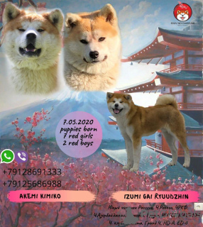 Photo №2 de l'annonce № 7185 de la vente akita (chien) - acheter à Fédération de Russie annonce privée