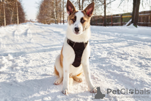 Photo №3. Les chiots vous attendent, responsables et aimants.. Fédération de Russie