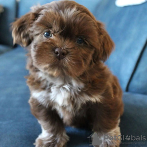 Photo №2 de l'annonce № 120288 de la vente bichon maltais - acheter à Allemagne 