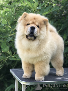 Photos supplémentaires: Chiots Chow Chow à vendre !