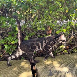 Photo №2 de l'annonce № 152714 de la vente bengal - acheter à Suisse annonce privée