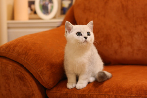 Photo №2 de l'annonce № 5241 de la vente british shorthair - acheter à Fédération de Russie de la fourrière, éleveur