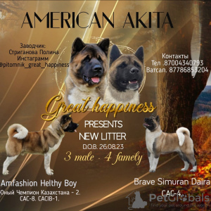 Photo №3. Magnifiques chiots Akita américains. Kazakhstan