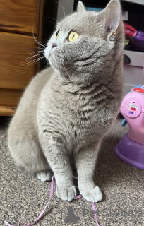 Photo №4. Je vais vendre british shorthair en ville de Munich. annonce privée - prix - 255€