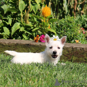 Photo №2 de l'annonce № 44769 de la vente west highland white terrier - acheter à Allemagne 