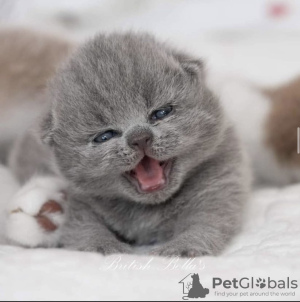 Photo №4. Je vais vendre british shorthair en ville de Munich. annonce privée, éleveur - prix - 255€