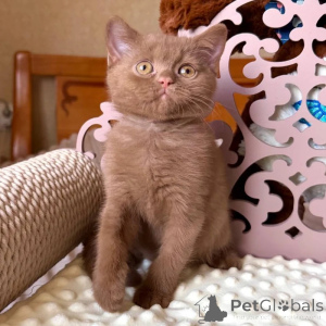Photo №2 de l'annonce № 173839 de la vente british shorthair - acheter à La Grande-Bretagne annonce privée, éleveur