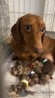 Photo №4. Je vais vendre teckel en ville de Könnern. annonce privée - prix - 1966€