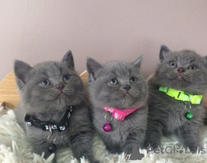Photo №1. british shorthair - à vendre en ville de Tampere | négocié | Annonce № 174654