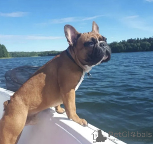 Photos supplémentaires: Chiots du Bouledogue Français Kennel Club