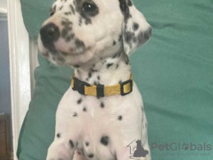 Photo №1. dalmatien - à vendre en ville de Munich | 300€ | Annonce №69778