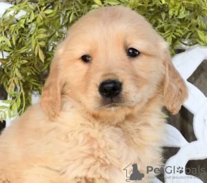 Photo №2 de l'annonce № 103932 de la vente golden retriever - acheter à Chypre de l'abri