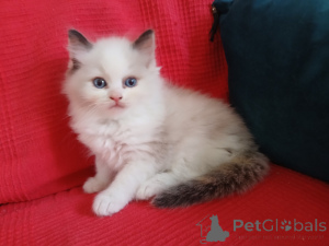 Photo №3. Chaton ragdoll disponible mâle. La finlande