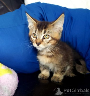 Photo №4. Je vais vendre munchkin en ville de Munich. éleveur - prix - négocié