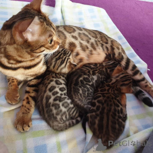 Photo №2 de l'annonce № 171578 de la vente bengal - acheter à Allemagne annonce privée