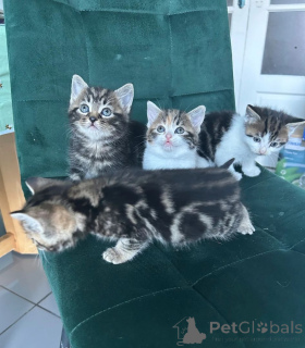 Photo №1. chat des forêts norvégiennes - à vendre en ville de Hilden | 350€ | Annonce № 169554