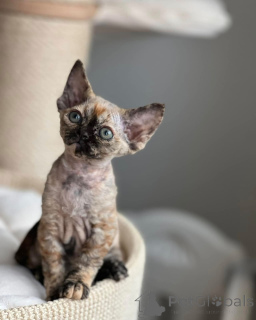 Photo №1. devon rex - à vendre en ville de Augustusburg | négocié | Annonce № 164279