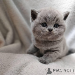 Photo №1. british shorthair - à vendre en ville de Miami | 237€ | Annonce № 53186