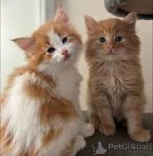 Photo №1. chat des forêts norvégiennes - à vendre en ville de Bruxelles | 500€ | Annonce № 166607