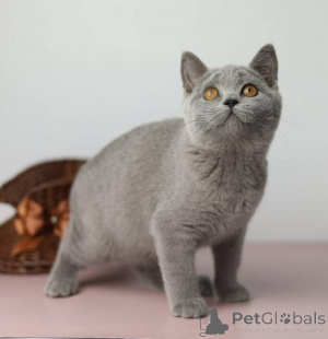 Photo №1. british shorthair - à vendre en ville de Bergheim | 350€ | Annonce № 150874
