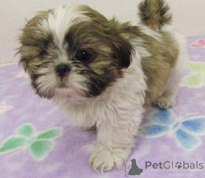 Photo №1. shih tzu - à vendre en ville de Hanstedt | 350€ | Annonce №147617