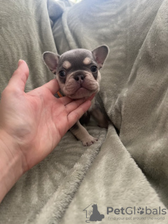 Photo №1. bouledogue - à vendre en ville de New york | 521€ | Annonce №120940