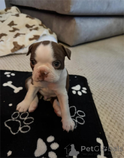 Photo №1. terrier de boston - à vendre en ville de Gräfelfing | 350€ | Annonce №154615