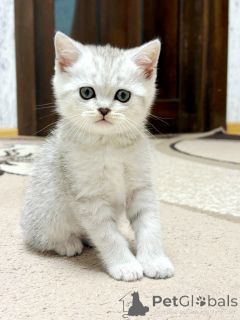 Photo №2 de l'annonce № 164179 de la vente scottish straight - acheter à Biélorussie éleveur