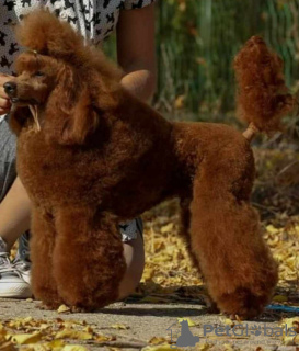 Photos supplémentaires: Chiots Caniche Toy à vendre