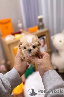 Photo №3. petit Maltipoo. USA