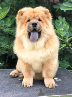 Photos supplémentaires: Chow Chow, de merveilleux chiots