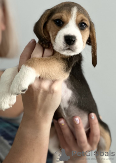 Photo №2 de l'annonce № 100238 de la vente beagle - acheter à USA annonce privée