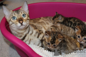 Photos supplémentaires: Chatons Bengal disponibles à la vente dans des foyers bienveillants