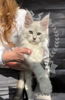 Photo №4. Je vais vendre maine coon en ville de New york. de la fourrière - prix - négocié