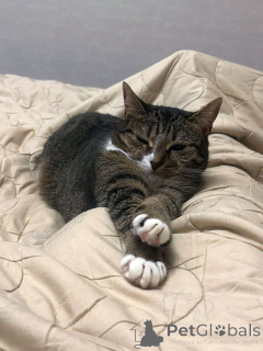 Photo №3. Sonya. Le chat qui a été trahi deux fois. Fédération de Russie
