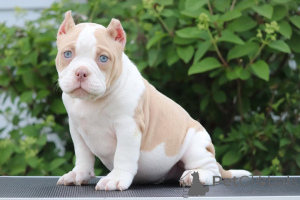 Photo №2 de l'annonce № 137834 de la vente american bully - acheter à USA annonce privée