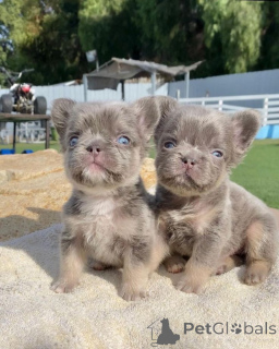 Photo №2 de l'annonce № 137133 de la vente bouledogue - acheter à Allemagne éleveur