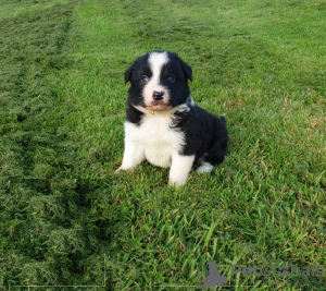 Photo №2 de l'annonce № 118077 de la vente chien bâtard - acheter à Allemagne annonce privée