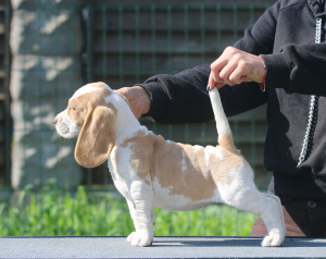 Photo №2 de l'annonce № 2902 de la vente beagle - acheter à Biélorussie de la fourrière