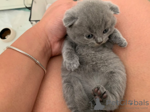 Photo №3. Chatons Clean Scottish Fold à vendre en Allemagne. Allemagne