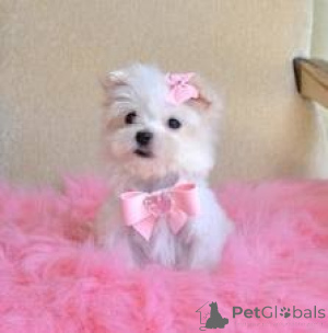 Photo №1.  - à vendre en ville de Vienna | 300€ | Annonce №143874