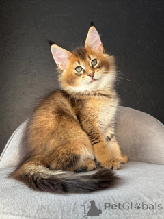 Photo №1. maine coon - à vendre en ville de Altdorf | 533€ | Annonce № 159408