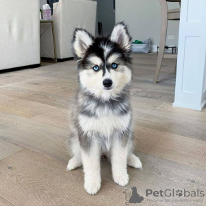 Photo №1. husky de sibérie - à vendre en ville de Paris | négocié | Annonce №78272