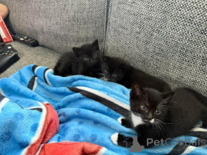 Photo №1. burmilla à poil ras - à vendre en ville de Gann. Munden | Gratuit | Annonce № 145304