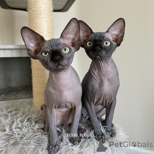 Photo №1. sphynx - à vendre en ville de Nuire | négocié | Annonce № 163547