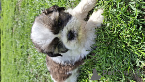 Photo №3. Chiots shi-tzu pure. Estonie