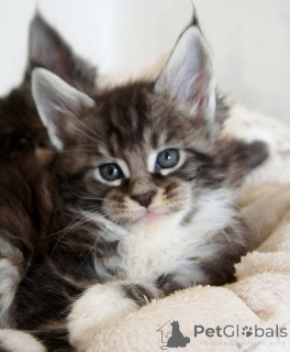 Photo №3. Maine coon -pentuja myytävänä. La finlande