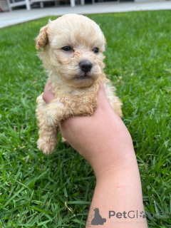 Photo №1. maltipu - à vendre en ville de Mauvaise vilbel | négocié | Annonce №166149